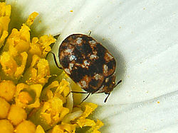 Carpet-Beetle-Extermination